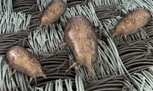 Indoor Air Pollution